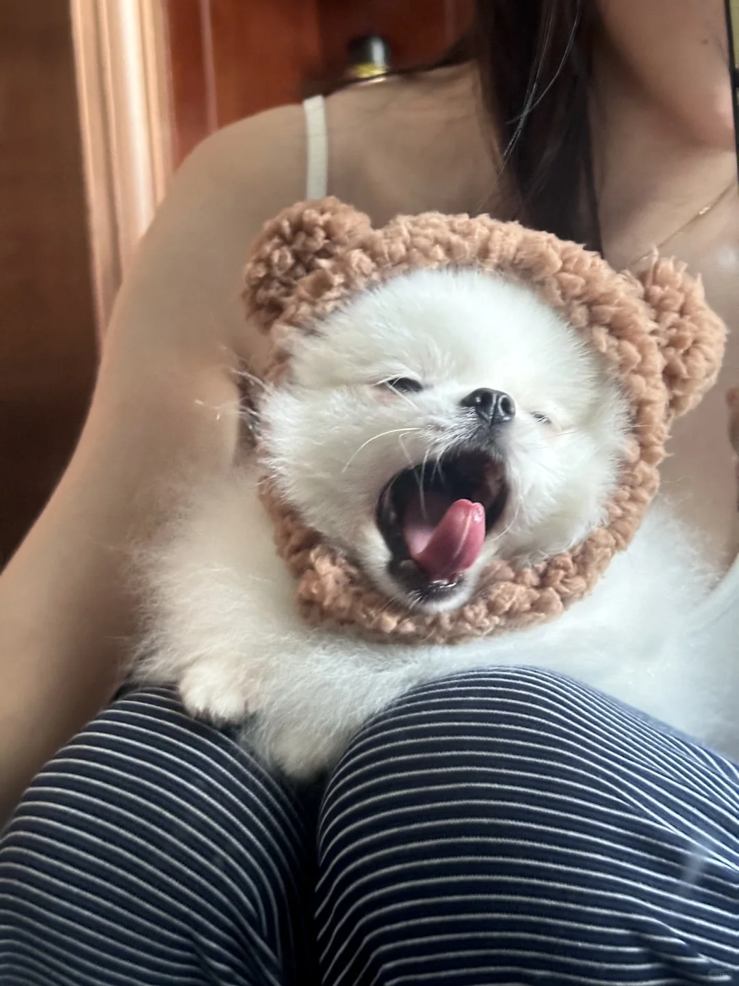 小熊的选择 ʕ˙Ⱉ˙ʔ ⁺₊˚🍪 ‧⁺ ⊹