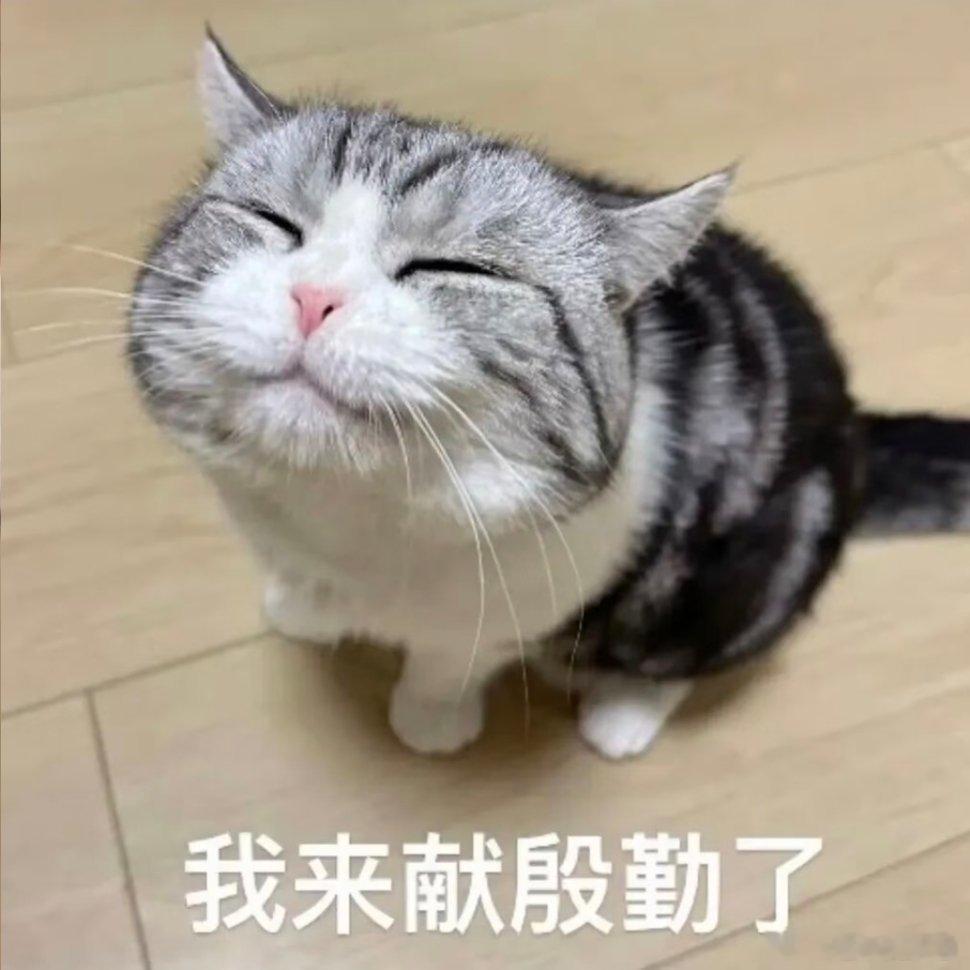猫咪表情包。 
