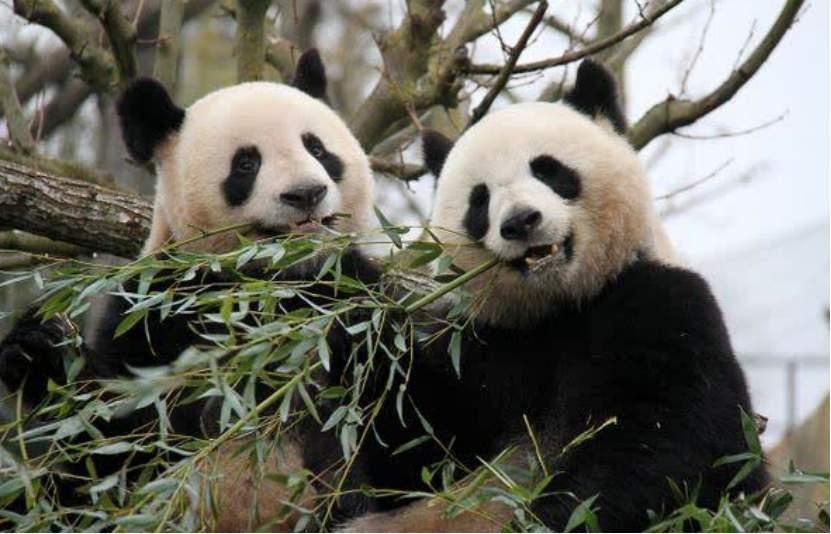 欧洲政要排队来华为哪般？皆为利益而来，切不可飘飘然，对待西方国家心里应有数。欧洲