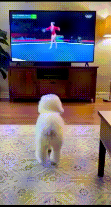 狗狗看体操比赛当场“参赛”
 
狗狗正看电视里体操运动员比赛，看得入迷到不行，下