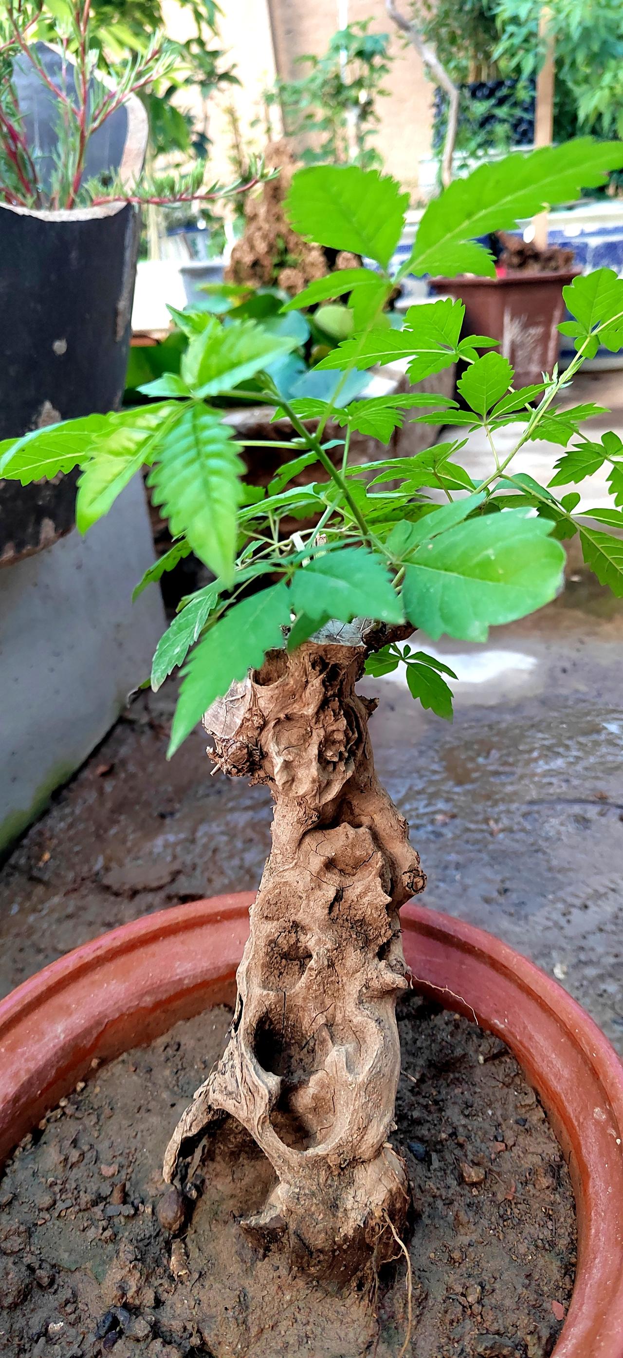 绿植爱好者 养桩记录 老树配老盆