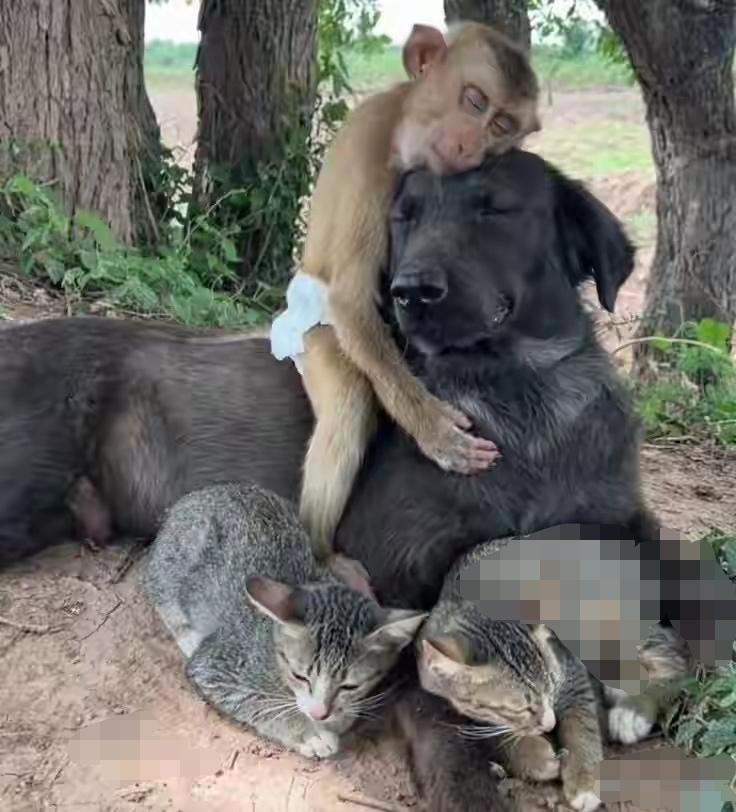 猴哥你也太会欺负狗了吧