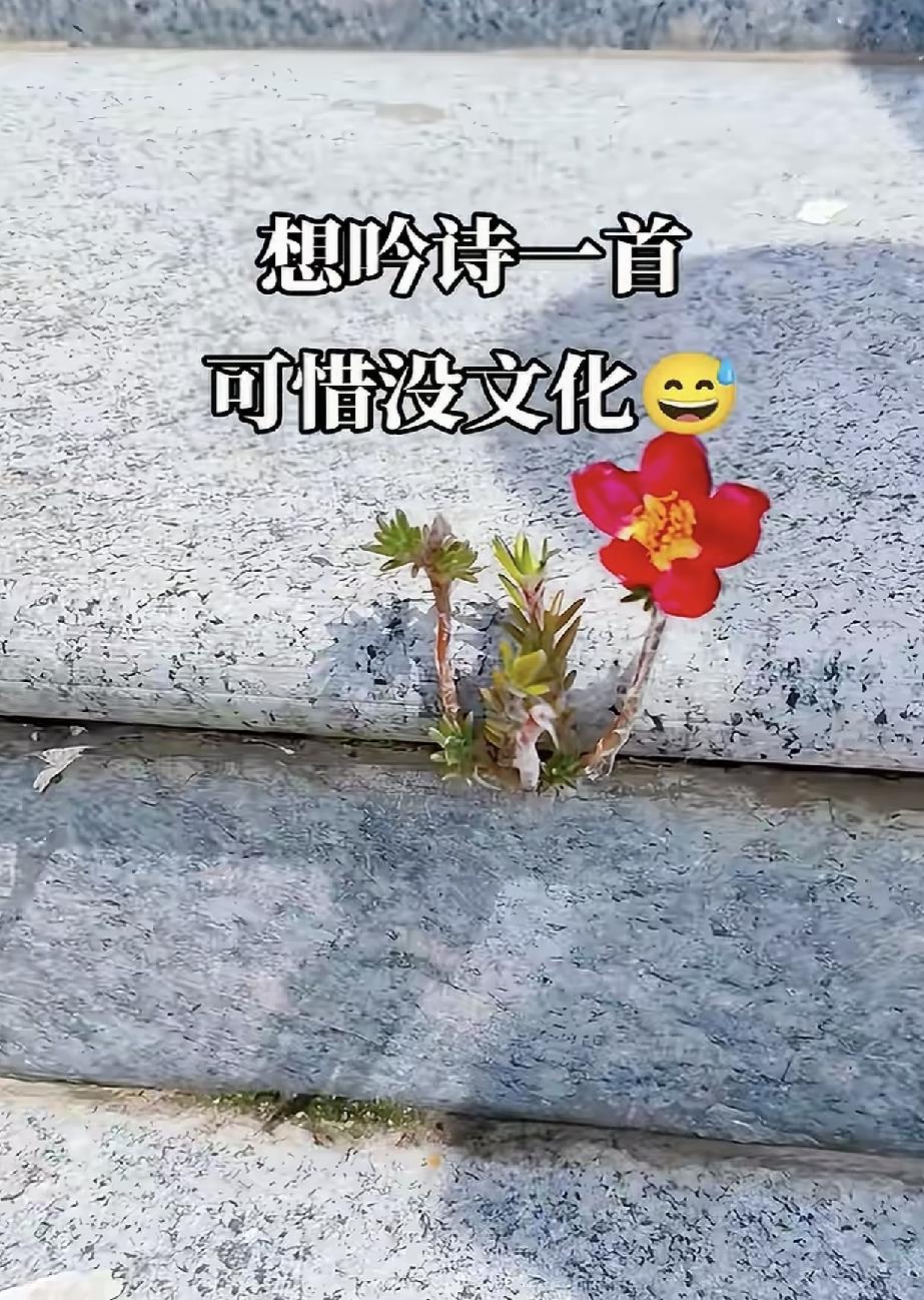 扎心不？这是什么花？艰难地活着，倔强地灿烂着，像不像夹缝中生存的我们？

石阶窄