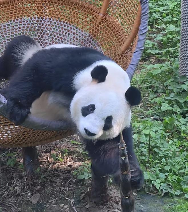 星安坐在吊篓里，突然想吃笋了，于是伸出手去把旁边的一根长笋拉到面前来，用嘴一咬一