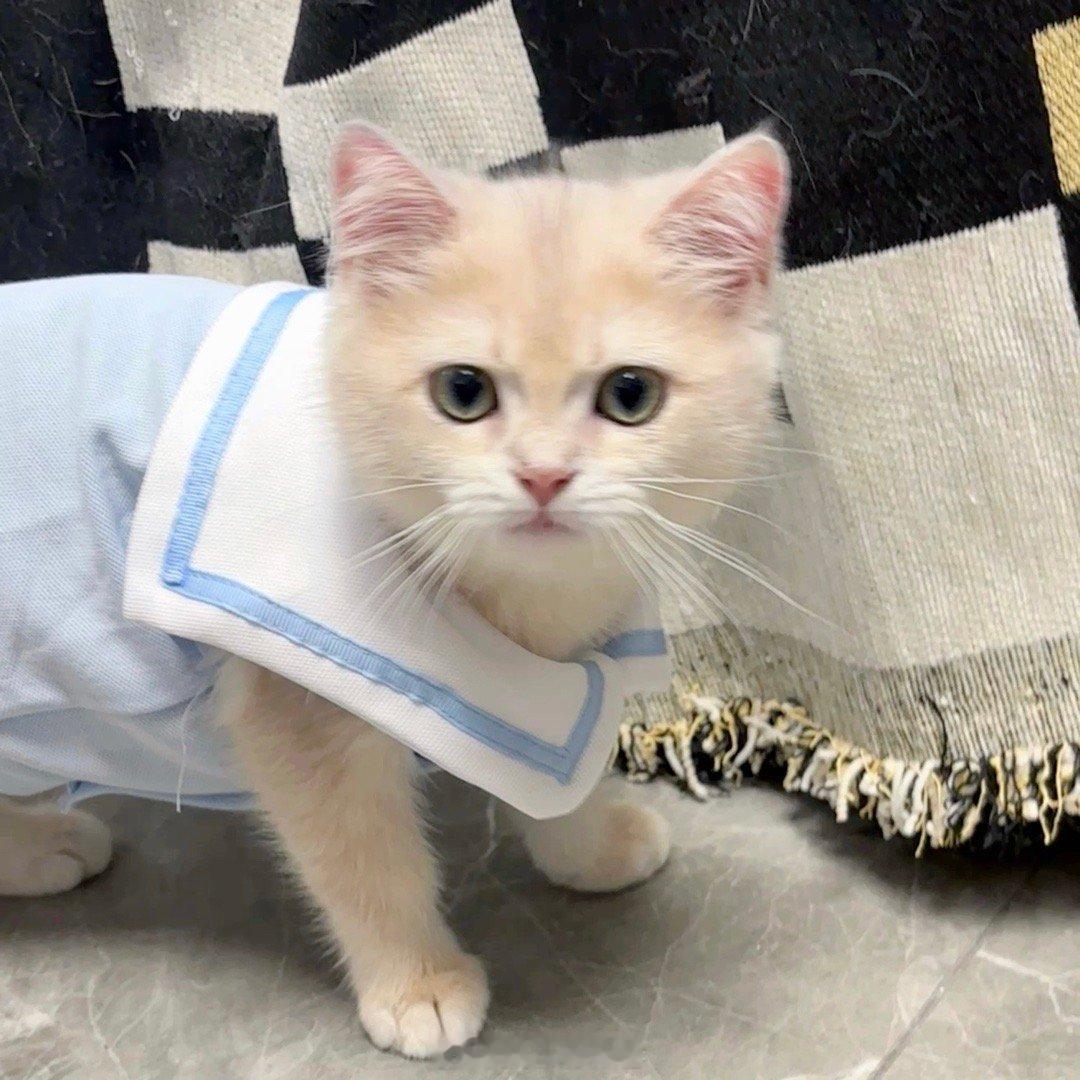 🏠🐱 °。日日又常常！☆(๑>