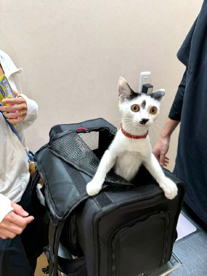 猫猫发现自己在宠物医院时的满分表情