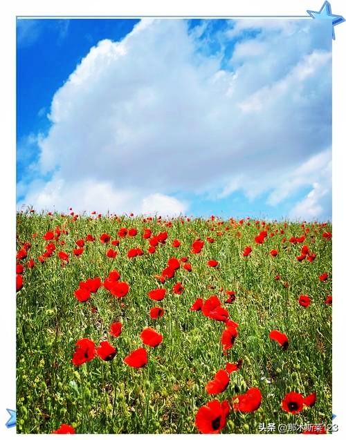 上联:黄叶满天秋色里(头条)
下联:红花盈野春光中(原创)
(网图侵删)