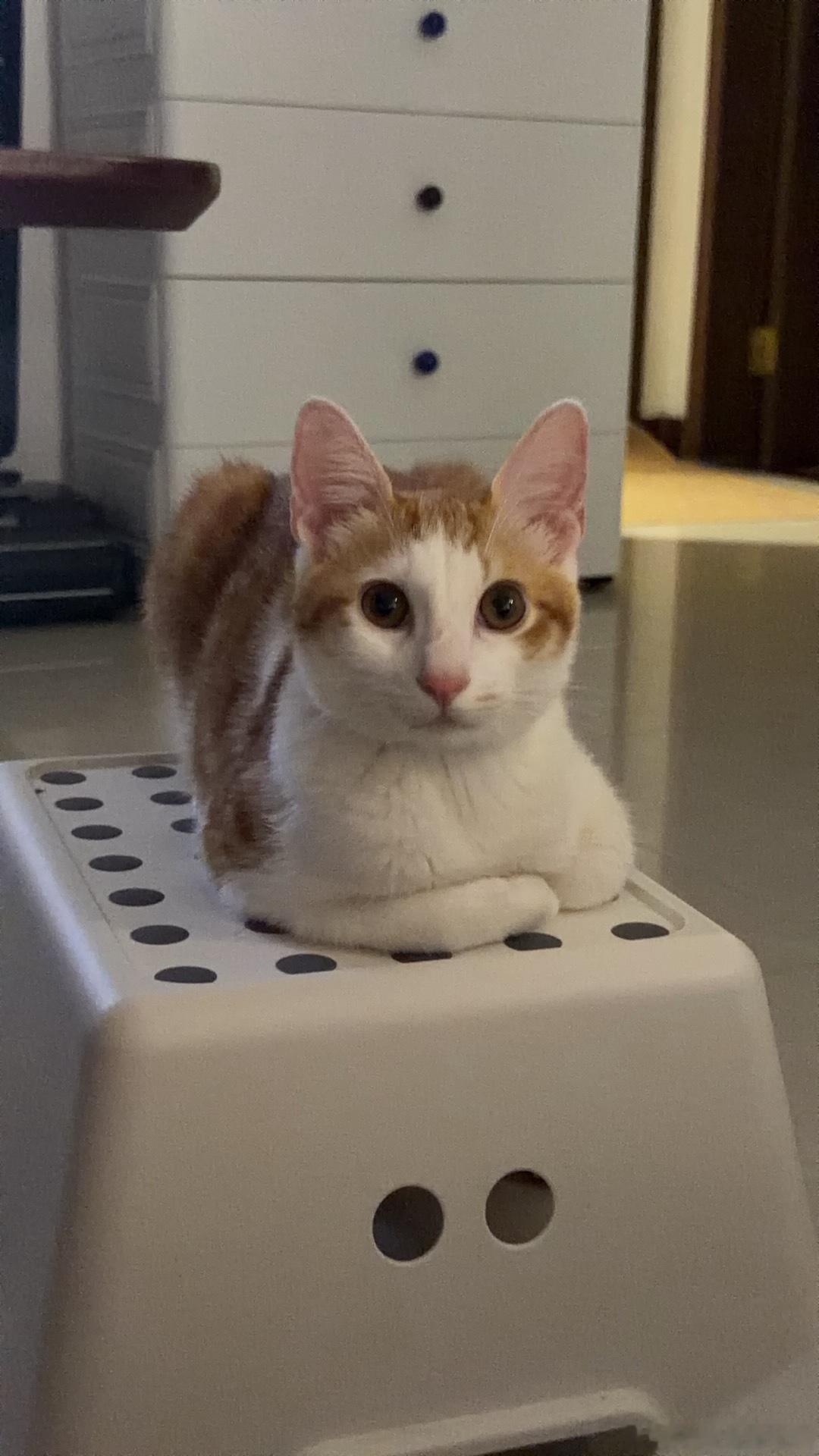 养儿就是早上起来看到猫粮吃光光，就会很开心 