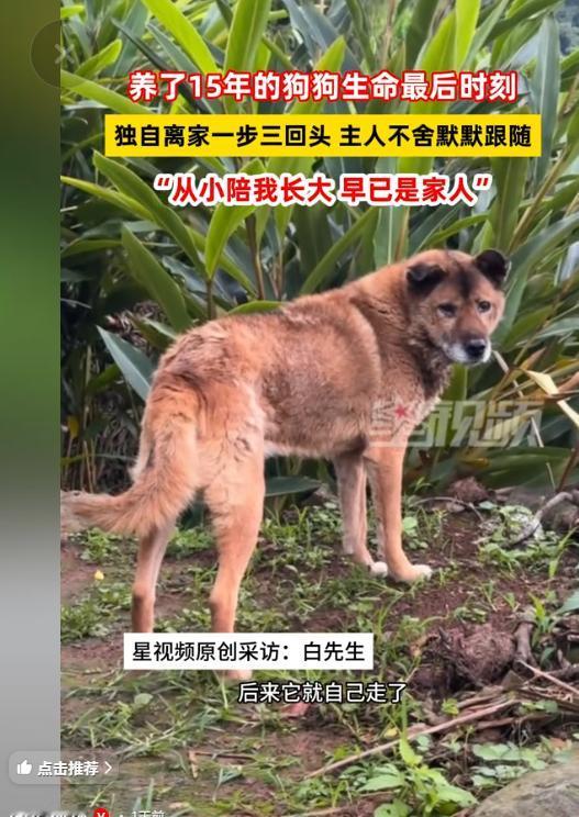 “真是看哭了！四川宜宾，一条养了十五年的老狗察觉到自己时日无多，悄悄独自离开家，