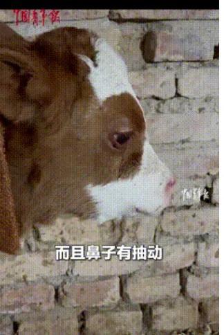 [微风]近日，宁夏吴忠，男子家的小牛在吃完奶后突然走到墙边，呆呆的站着，开始男子