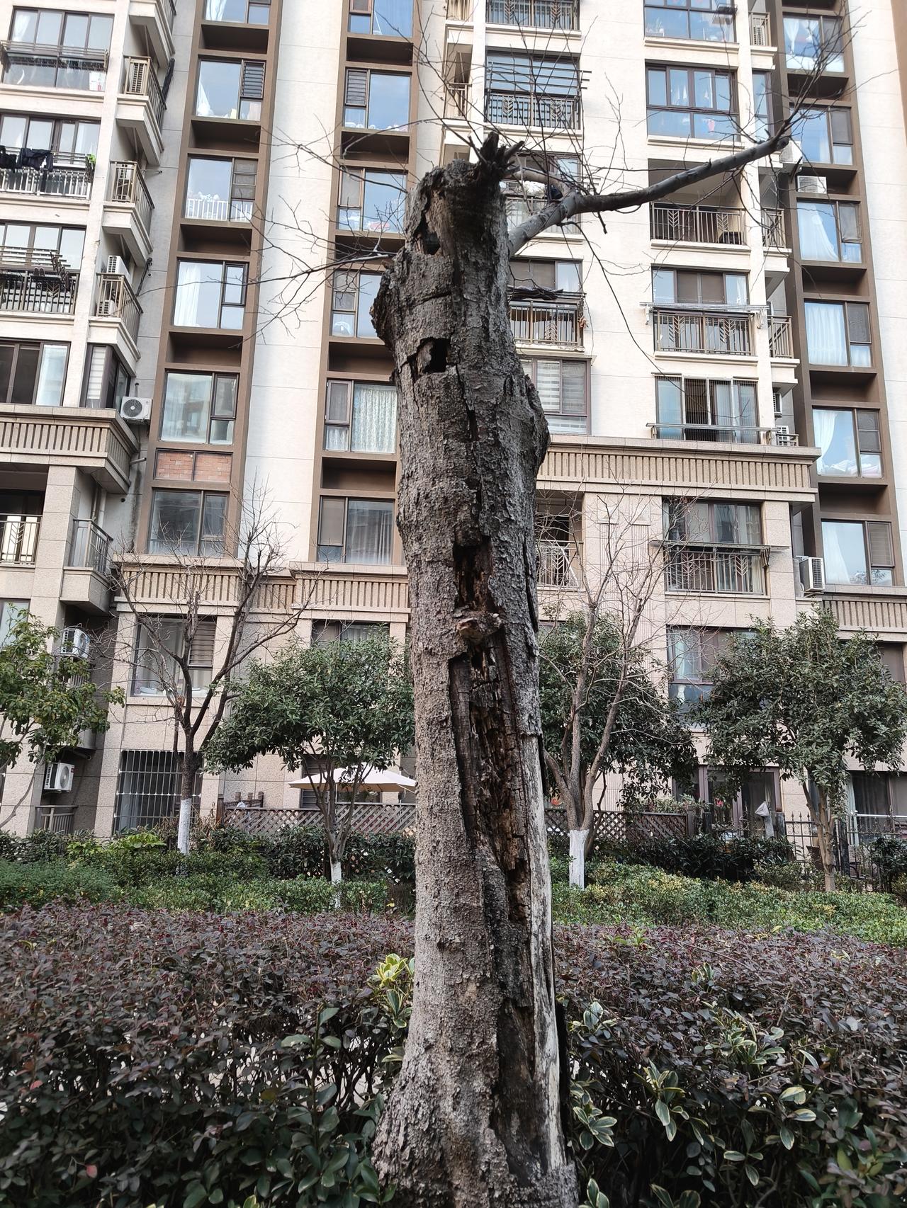 大家说说，这课树还能救活过来吗？在线等！[作揖][作揖][作揖]