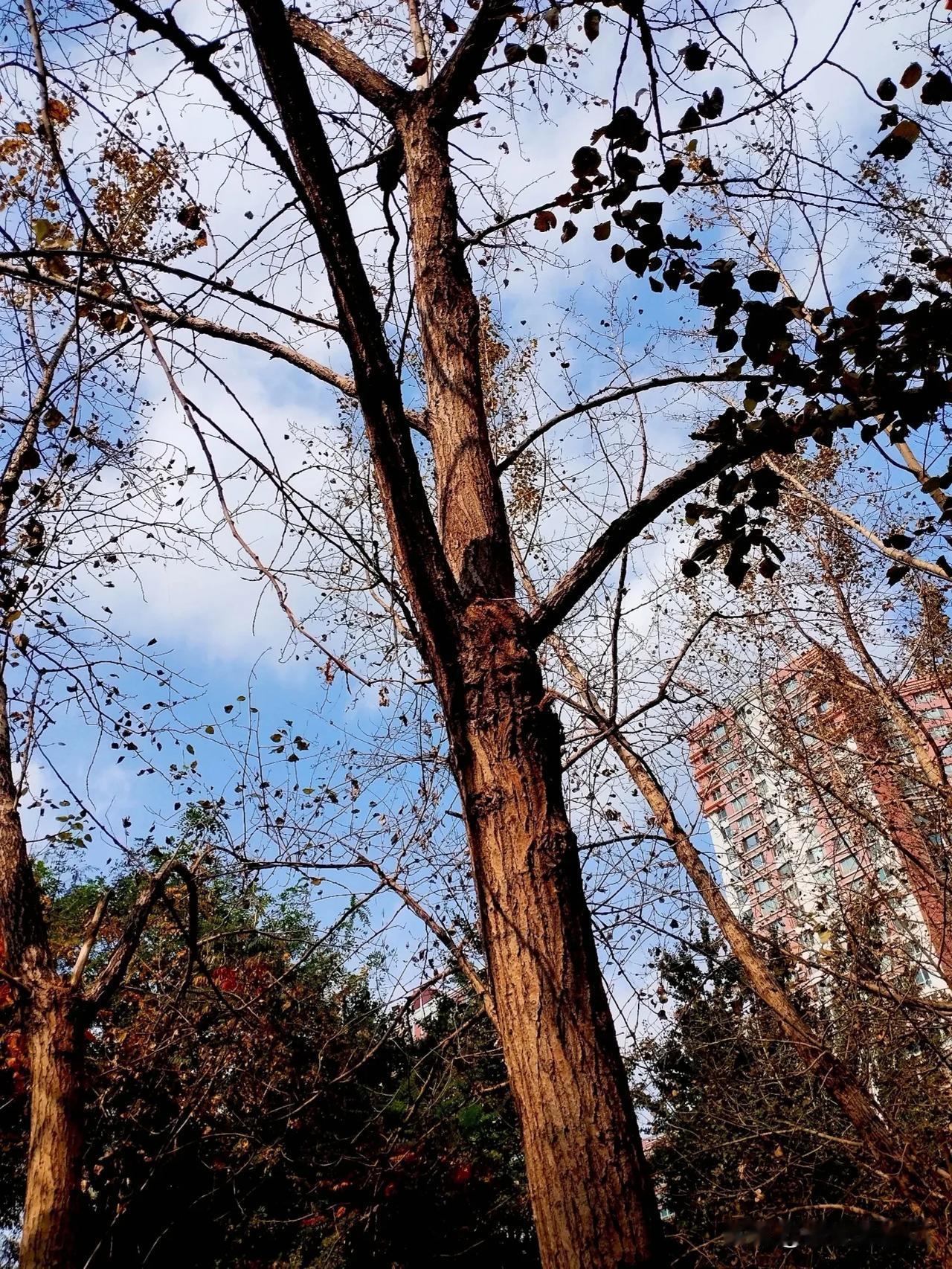 树影婆娑映高楼，
秋风吹拂又一年……
#随手记录秋日生活#
#随手拍秋季景色# 