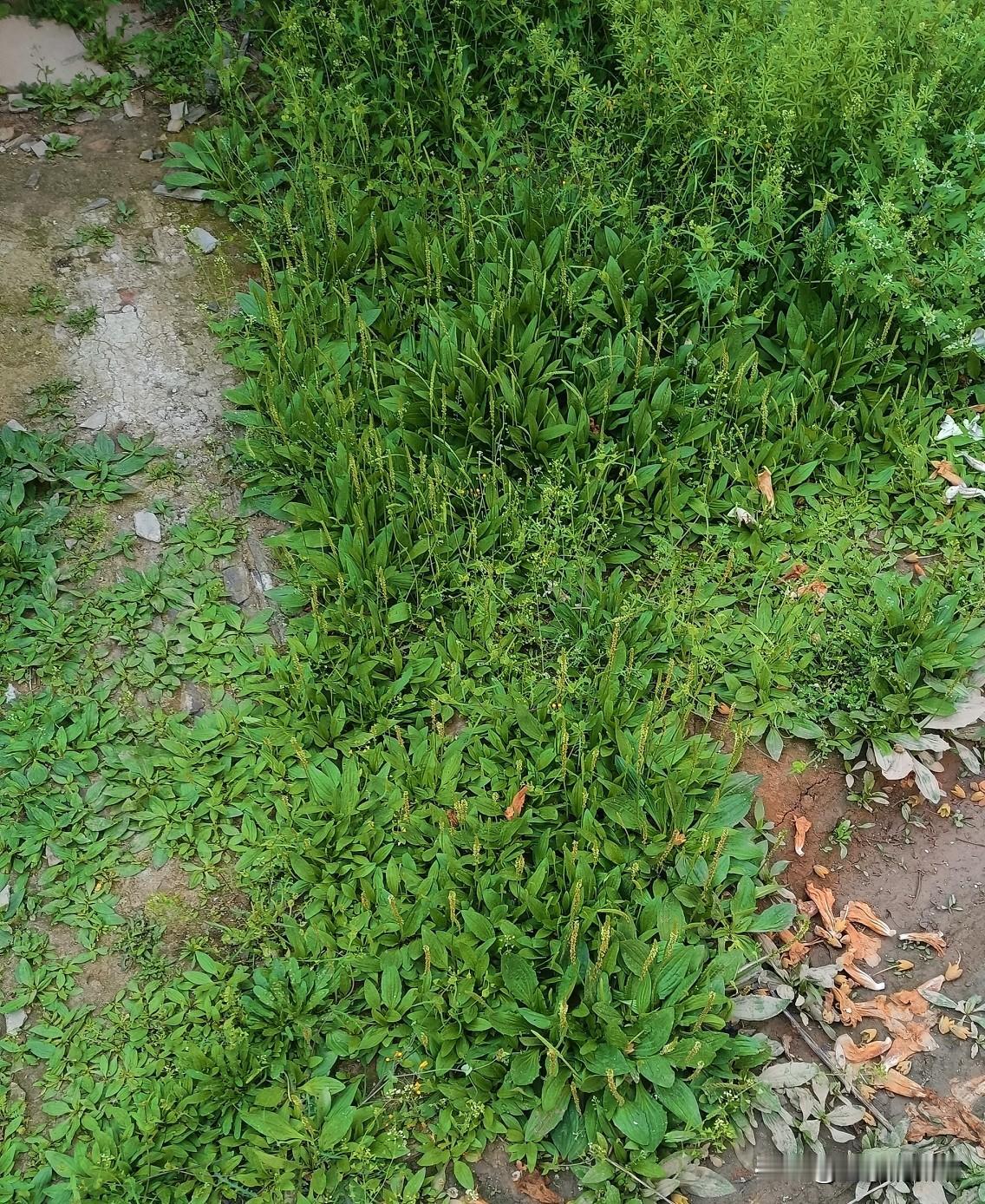 今去街里买东西，为了省路程就走了一个偏僻的小巷子，这巷子里住户已经不多了，路不是