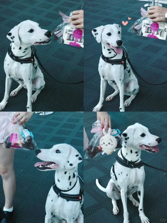 萌宠都有相亲大会了！你还是个单身🐶❓