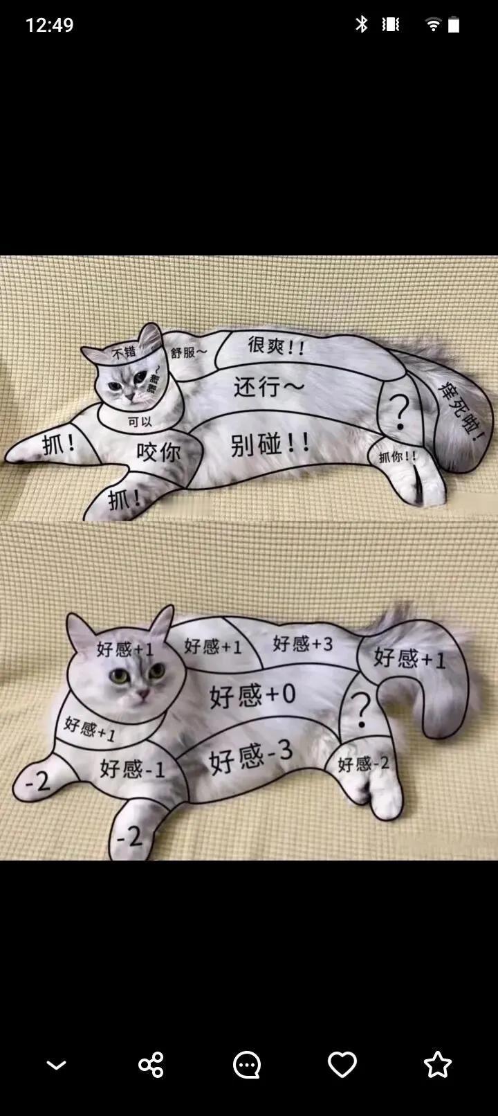 撸猫方式！！！！！
