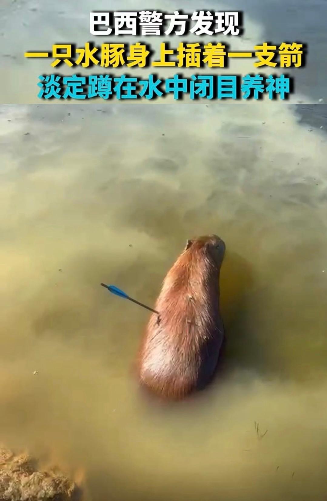 身上插了一支箭，还这么淡定