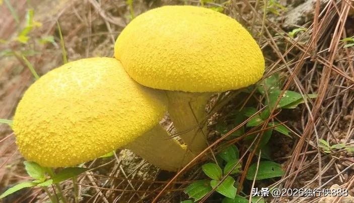 药品第三终端这个淡季也太淡了吧！月初开发了四家客户，谈好的货到付款，到今天，没有