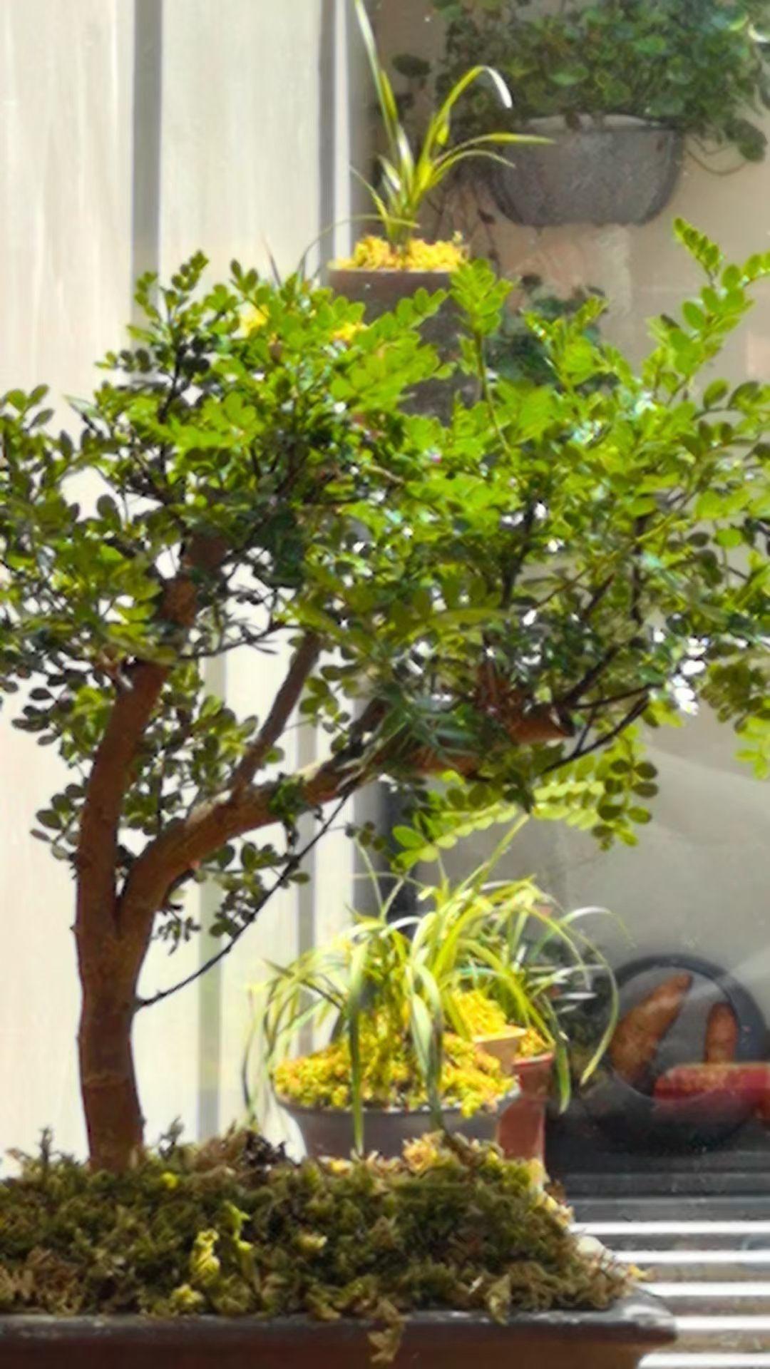 午后
​春日的午后，阳光暖暖洒下来，不晒不燥最是人间好享受。微薄的睡意被树枝上讲