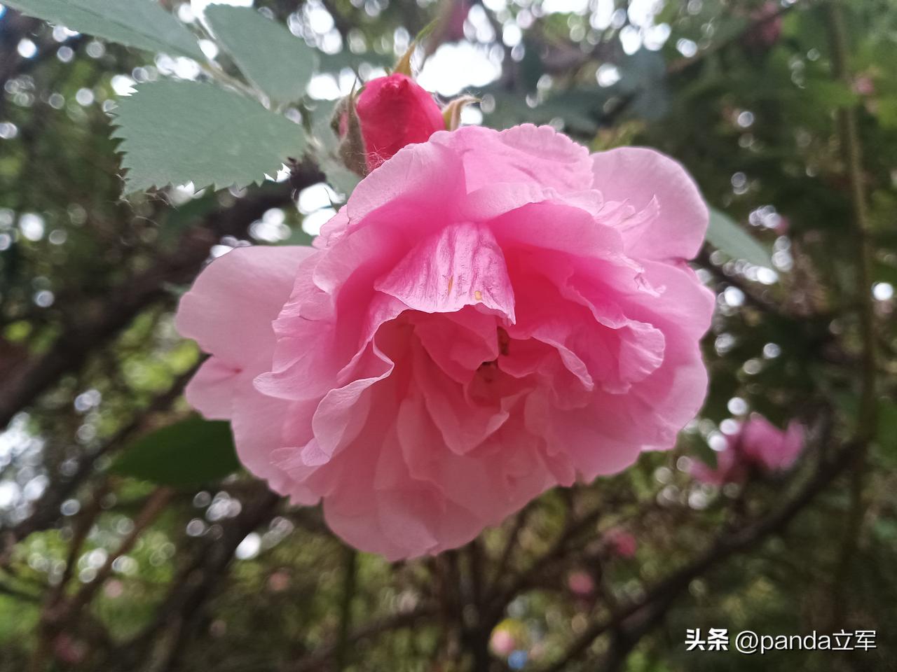 头条上的事
对给我点赞的条友，我是有赞必回，这已经成为习惯，这也算“职业操守”吧