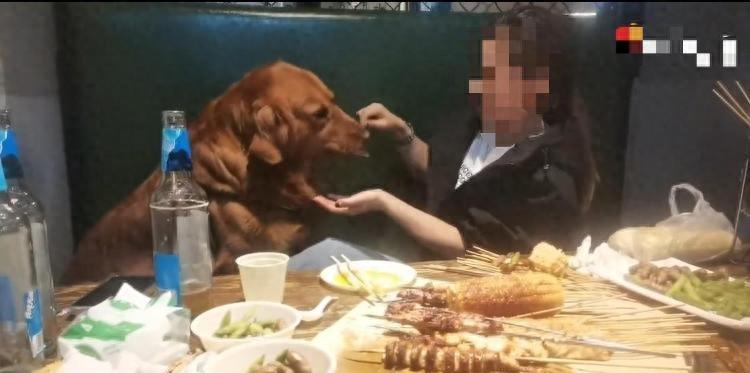 离谱事发大连烧烤店！女子店内放任宠物狗坐卡座，竟拿就餐铁签给狗狗撸串喂食，用完签