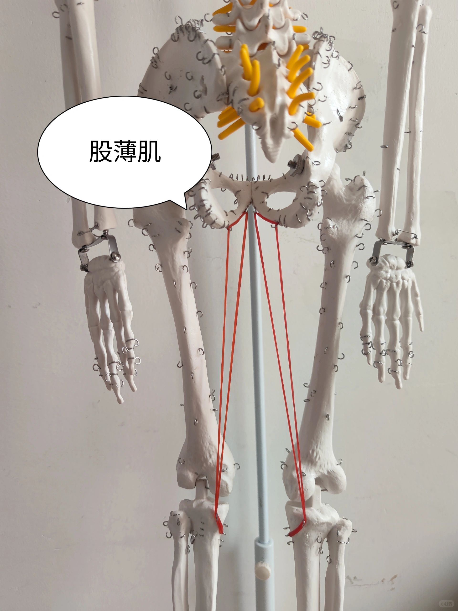 内收肌群——股薄肌