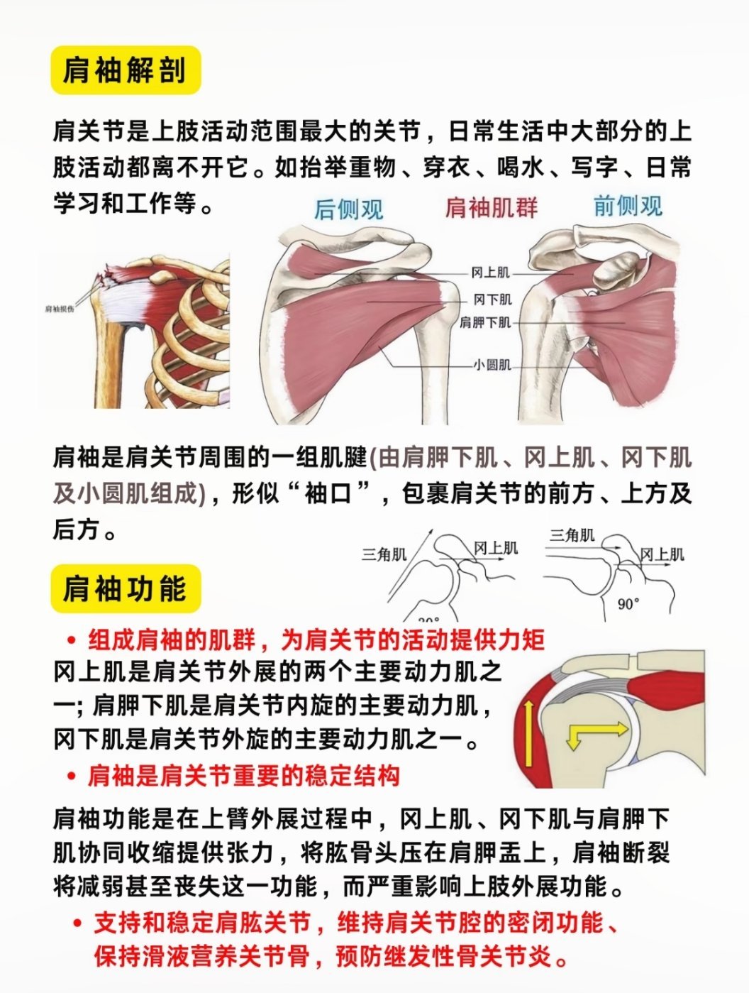 好多朋友对肩袖这个部位比较陌生🤣我特意搞了个图
