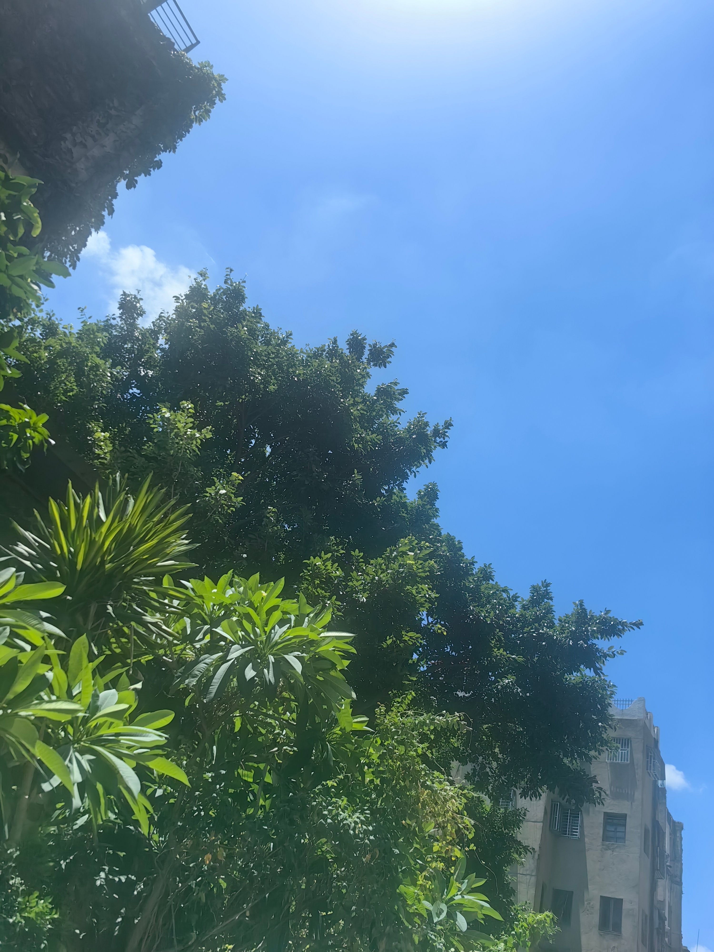 这几天应该没有这样的阳光。 