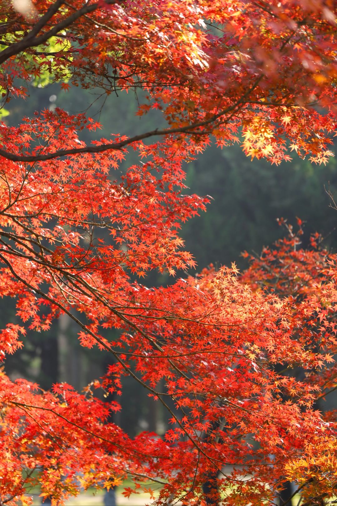 美哭❗️在武汉找到枫叶天花板❗️不输京都