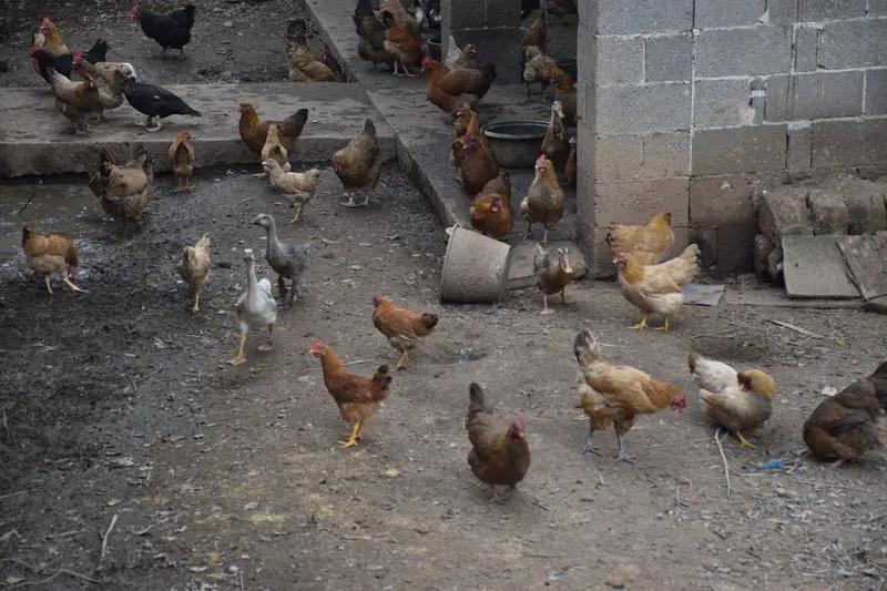 最后总看见友友们买到了真正的土鸡，
天冷了，
我也想买一只纯正的土鸡煲汤
大家这