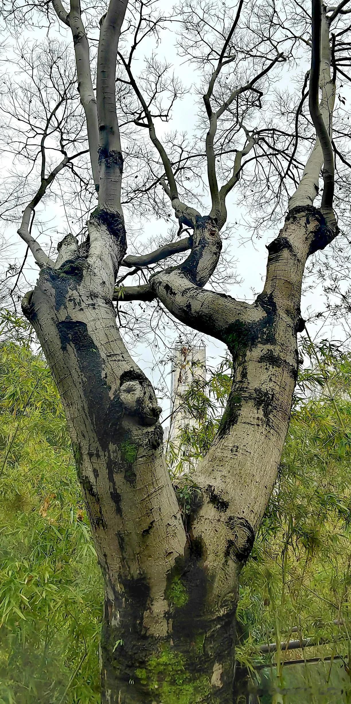 古树苍苍，岁月静好。[祈祷][祈祷][福][福]