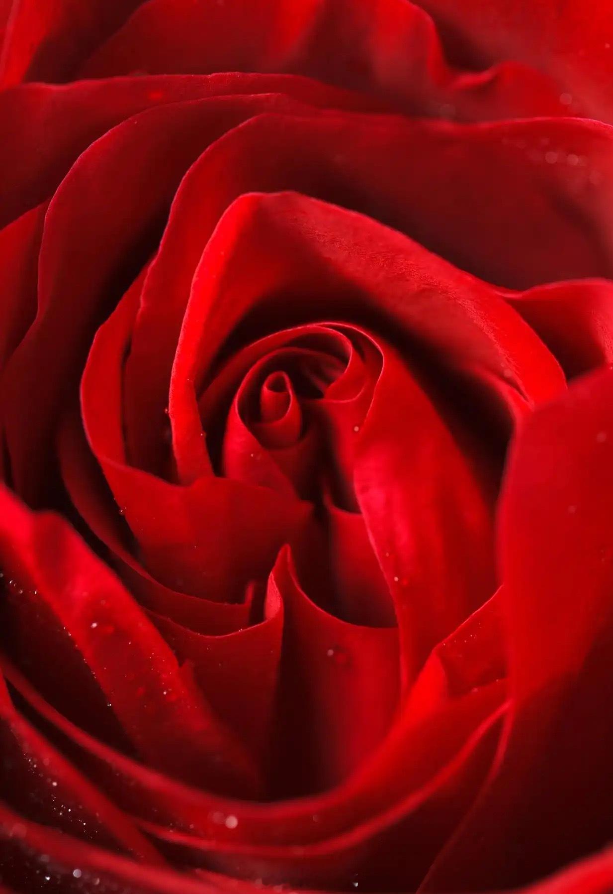 来这人间一趟，所为何求？为你！于我而言，春风十里不及你，花开万丈不及你。玫瑰虽艳