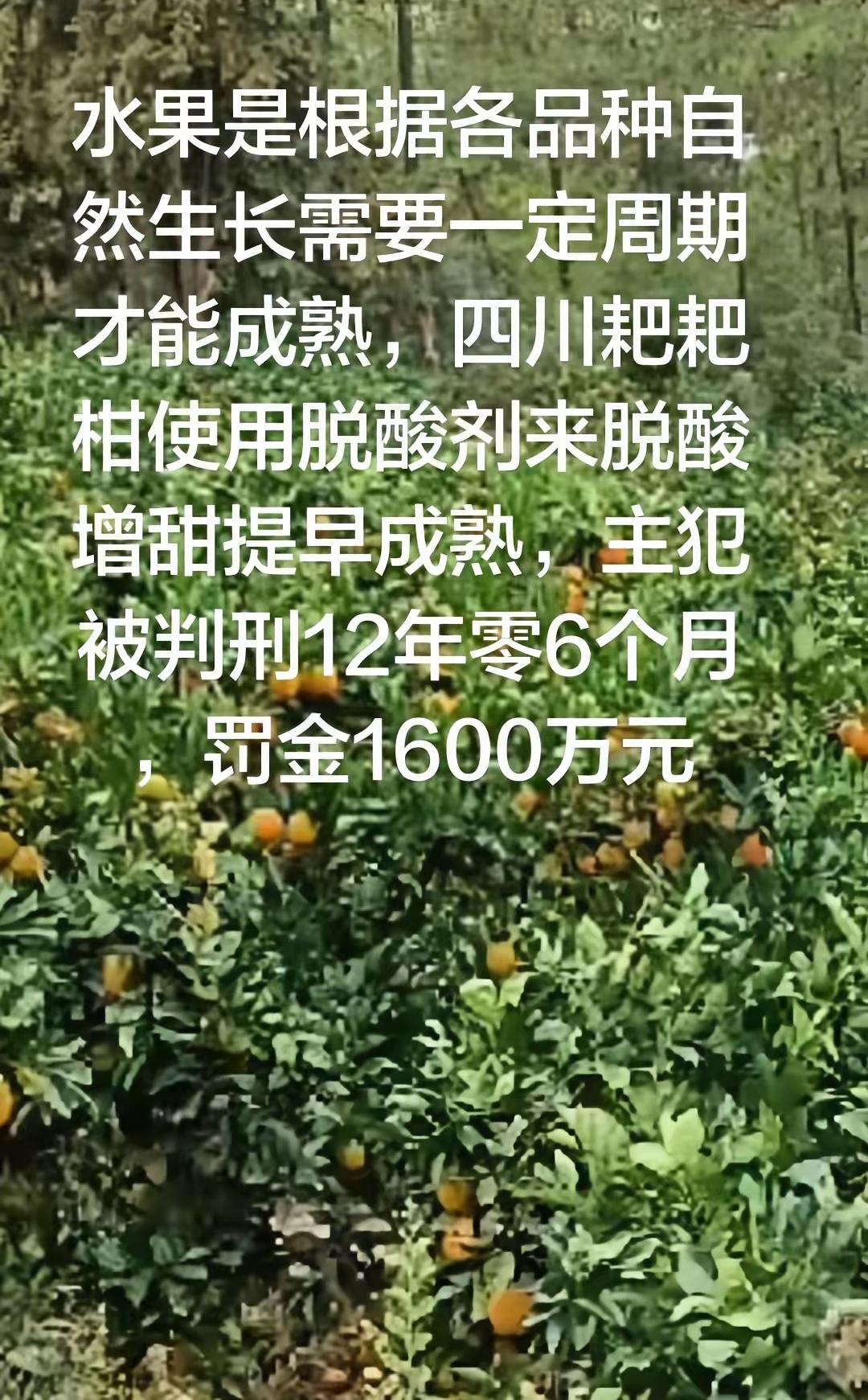 四川柑橘使用脱酸剂被罚1600万，自然生长的水果更健康！