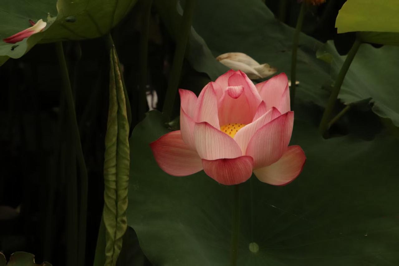 ，什么花都行