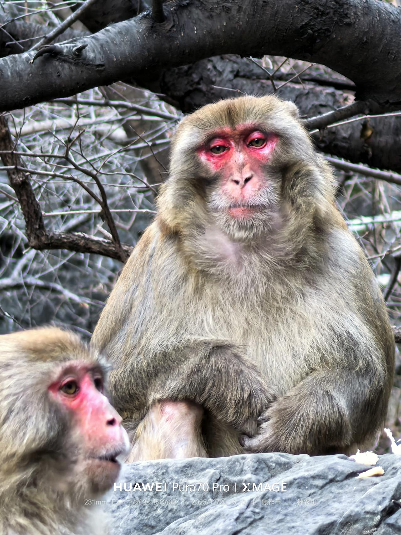 猴子脸那么红是不是冻的？
山上的猴子都吃什么？