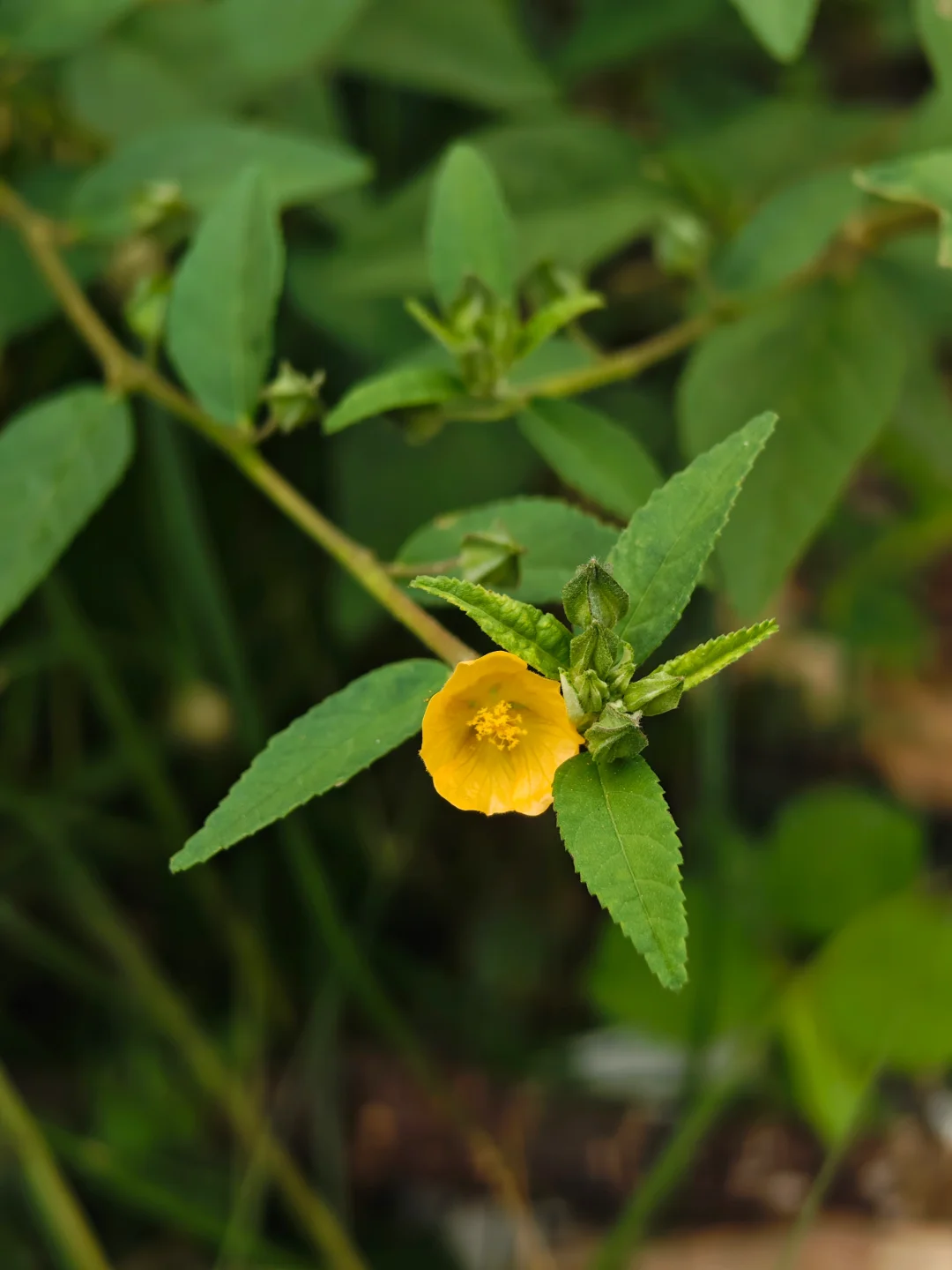 白背黄花棯💛