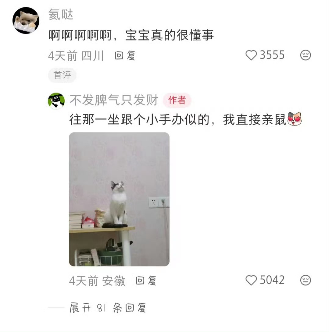 一车安全带全是P上去的有时候感觉猫能听懂人说话 