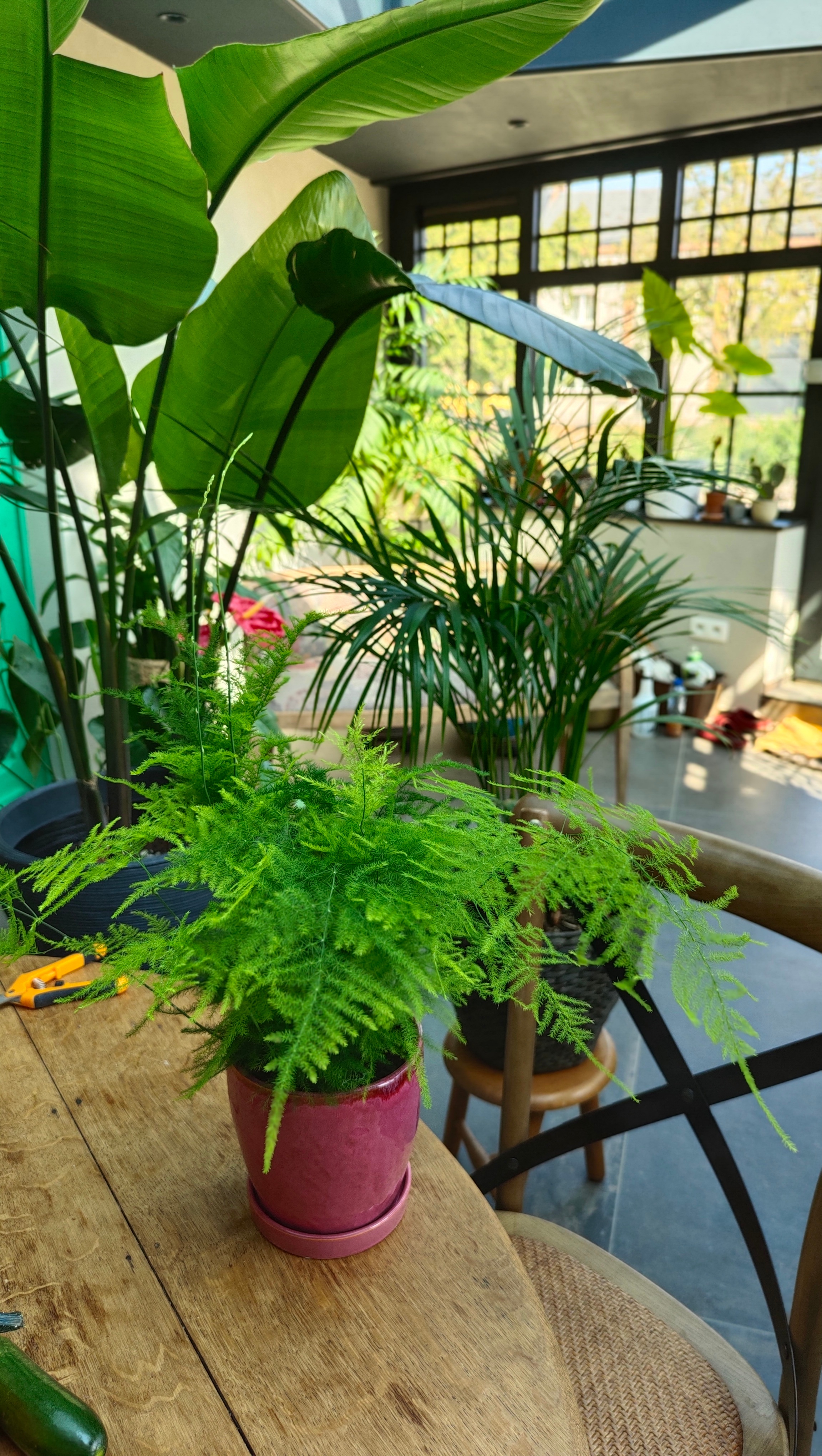 金丝瓜在想念海蜇头！牡丹这些年夏天经常复花，剪到三朵里的最后一朵。修剪下来的番茄
