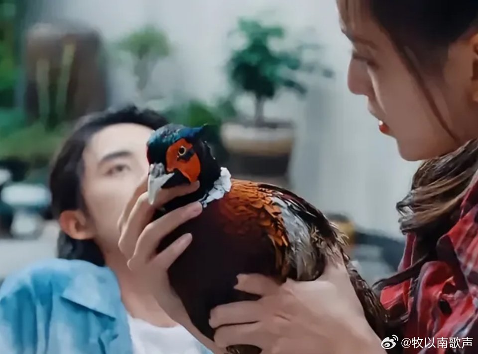 七根心简：曹严华随手买下的曹解放，竟成了扭转命运的关键角色。这只看似平凡的鸡，自