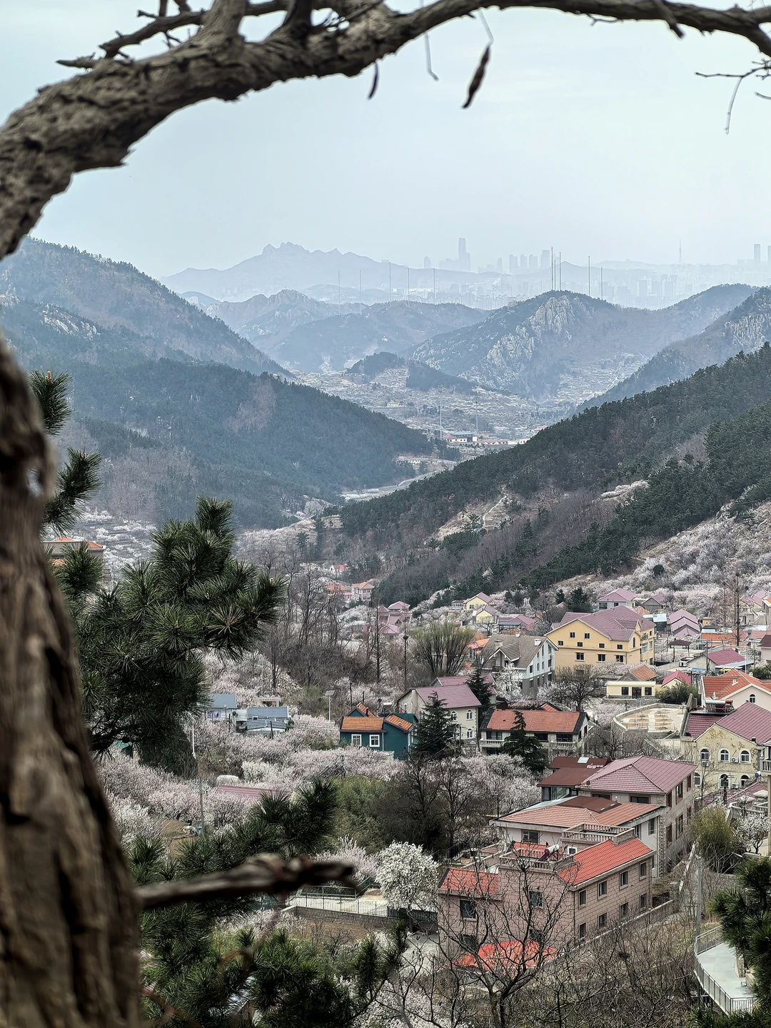 推荐崂山一条鸟语花香鸡犬相闻赏花路线