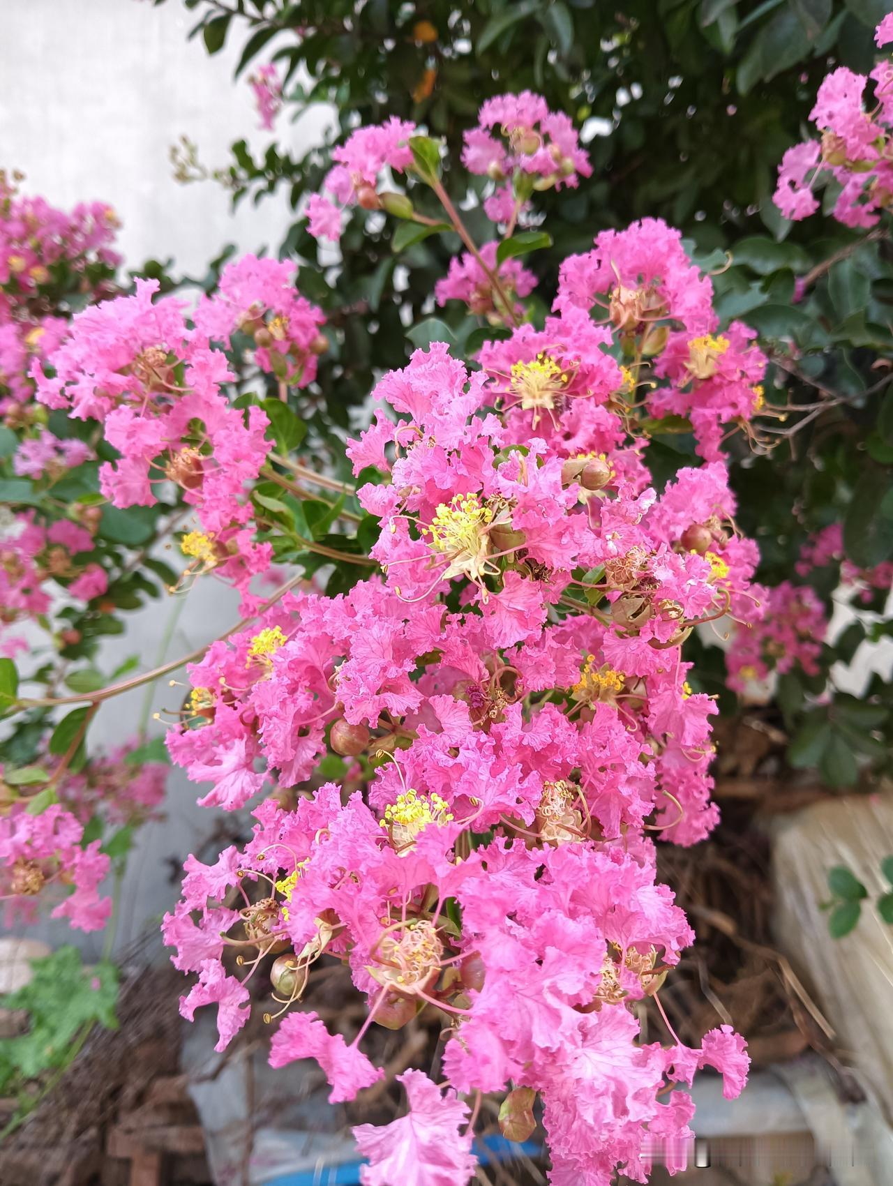 分享随手拍的漂亮紫薇花太美了