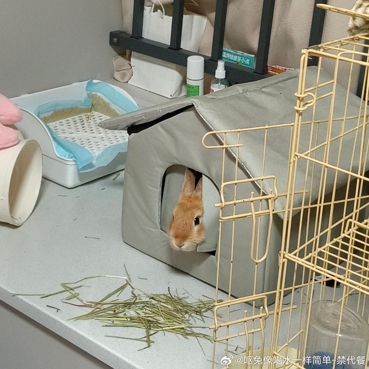 14508🐇【小稚】我呀，听见妈妈回家就这样