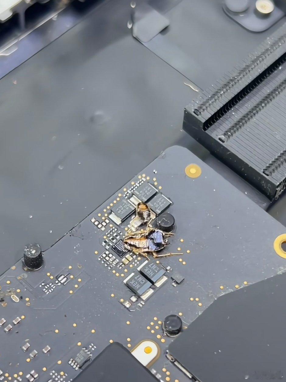 天冷了，当心小强去你笔记本里安家