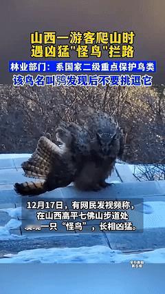 万万没想到！近日山西高平，男子到七佛山旅游，在山道上遇见了一只体型很大的怪鸟，怪