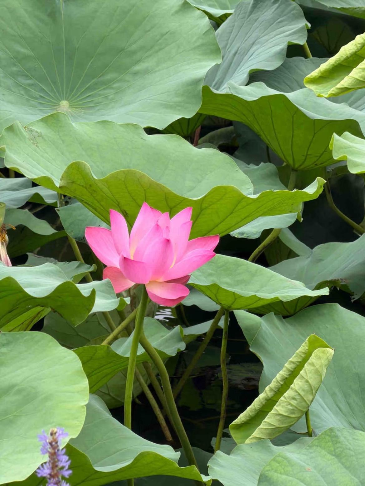 上了年纪，

终于理解了中老年人

为什么都爱

拿花草当头像了！

因为自己种