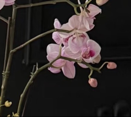 种植笔记｜蝴蝶兰蝴蝶兰花朵圆润饱满，花瓣舒展时如同展翅的蝴蝶，一朵朵沿着花梗依次