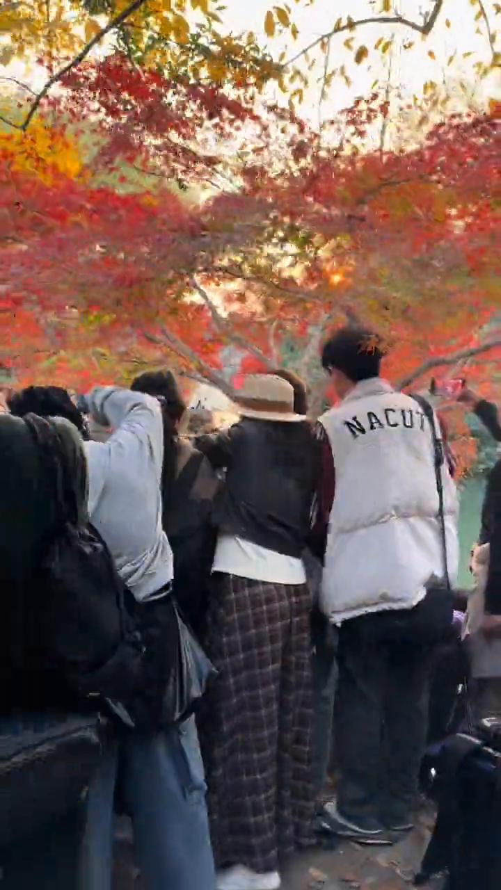 十二月十一号，杭州西湖花岗观鱼好多好多人。这是今年秋天人最多的一次，因为明天就变