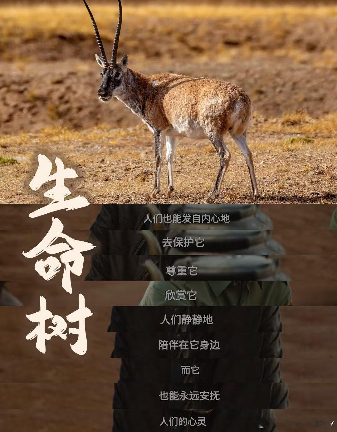 杨紫生命树里的高原生命力有多震撼海拔四千多米的博拉木拉荒原，寒风刺骨、冻土贫瘠，