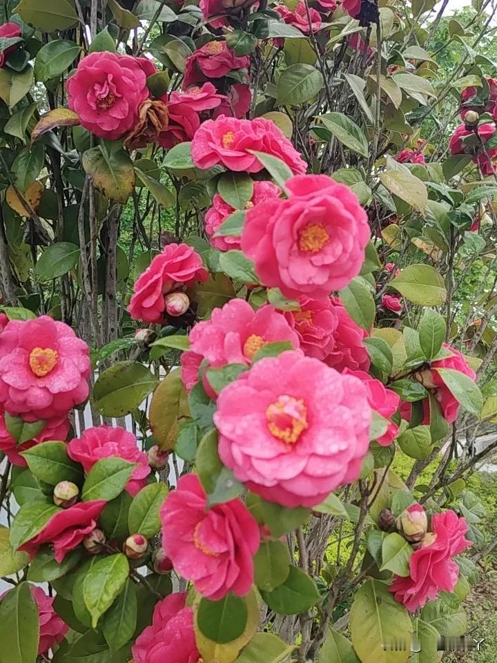 两个人在一起总是有开心的时候，也有不开心的时候。无论是夫妻还是母女。
哪怕就是两