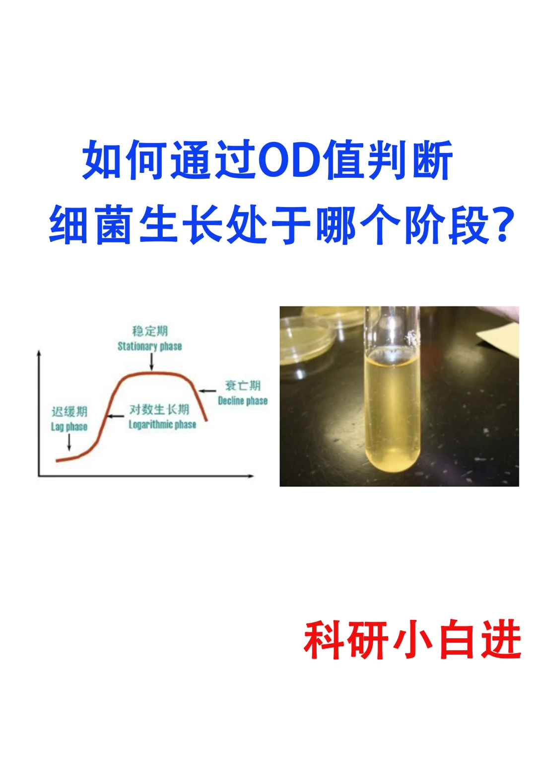 🔥如何通过OD值判断🦠生长处于哪个阶段
