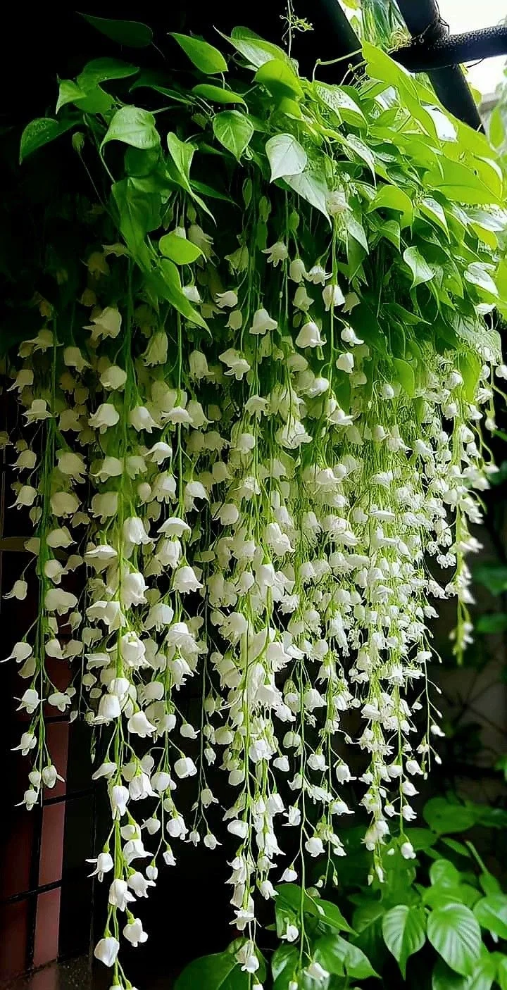 香雪兰，一见钟情的花